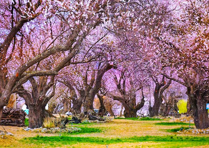 nyingchi-peach-blossom22