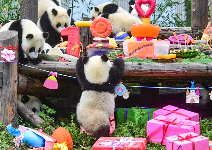 wolong-panda-birthday1