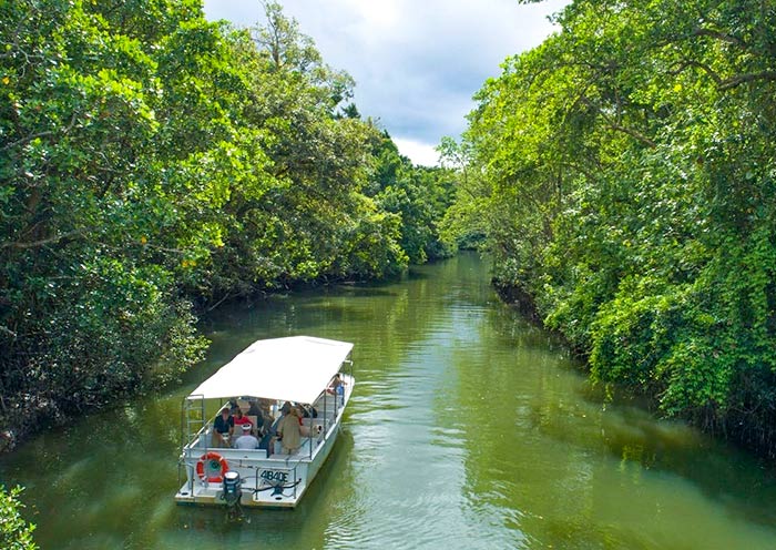 daintree-rainforest2