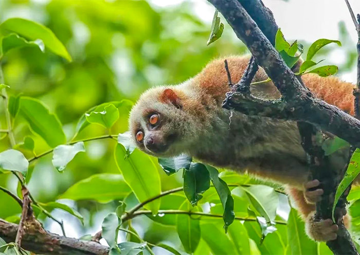 xishuangbanna-wild-elephant-valley3