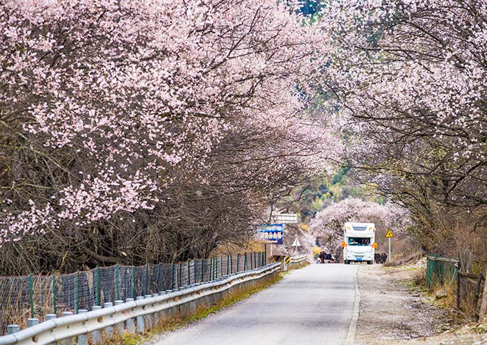 nyingchi-peach-blossom-car