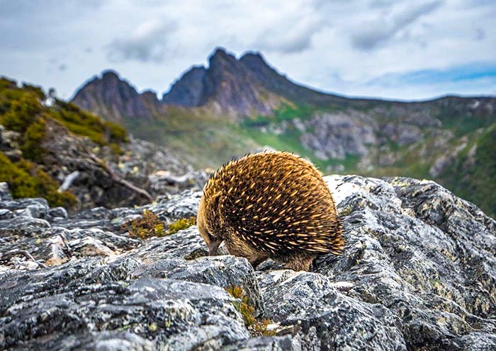 cradle-mountain-national-park2