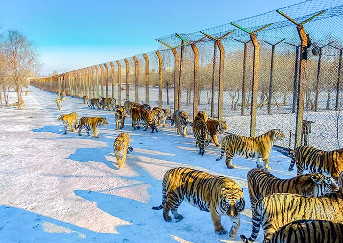 siberian-tiger-park-harbin1