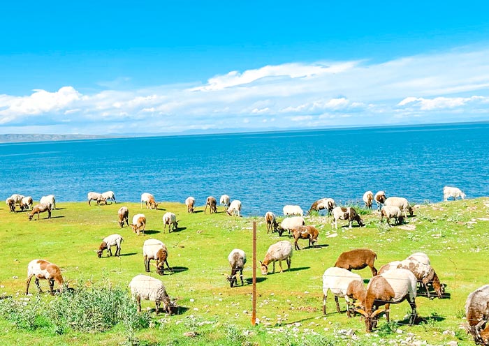 qinghai-lake2