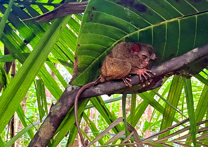 bohol-tarsier1