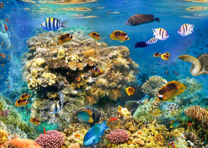 boracay-coral-reserve1