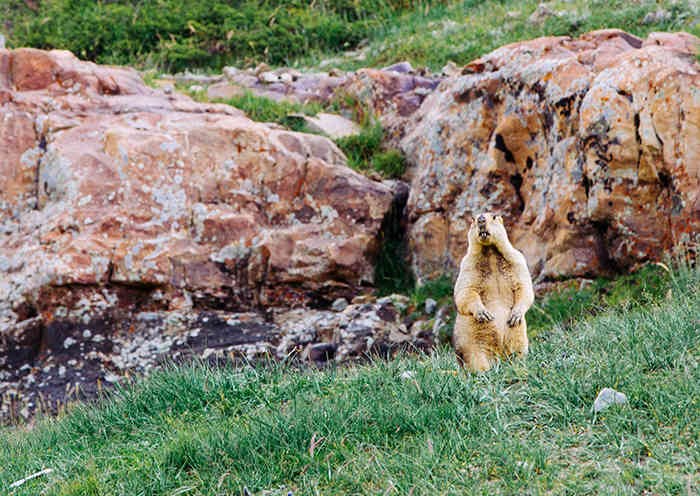 mt-kailash-wild-animal
