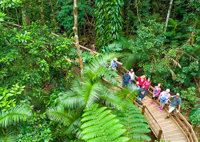 daintree-rainforest1