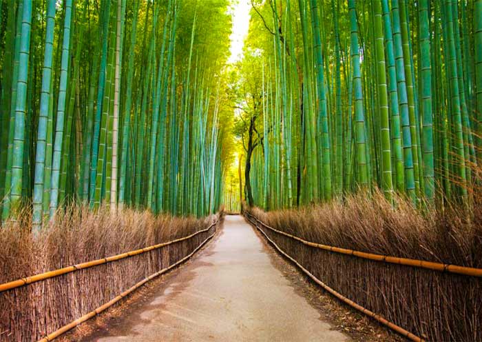 arashiyama-bamboo-grove1
