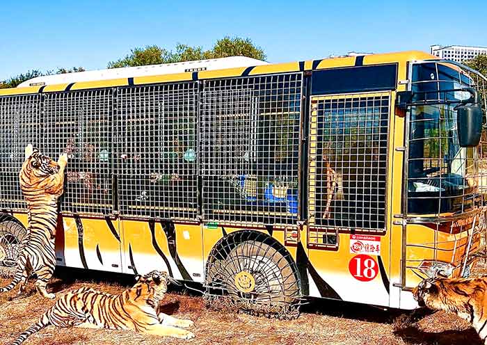 siberian-tiger-park-harbin3
