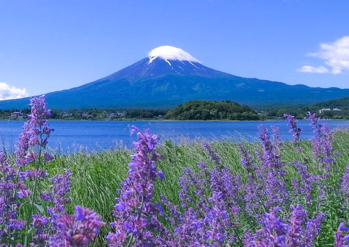 mount-fuji-in-summer1