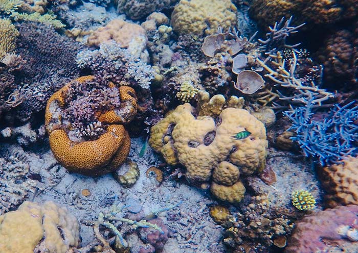 coron-quin-reef-colorful-coral1