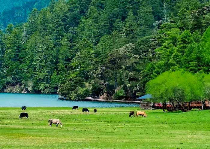 shangri-la-pudacuo-national-park2