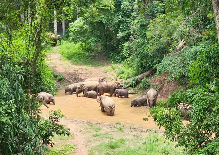 xishuangbanna-wild-elephant-valley1
