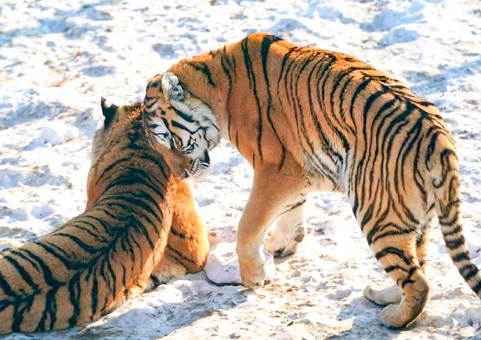 siberian-tiger-park-harbin2