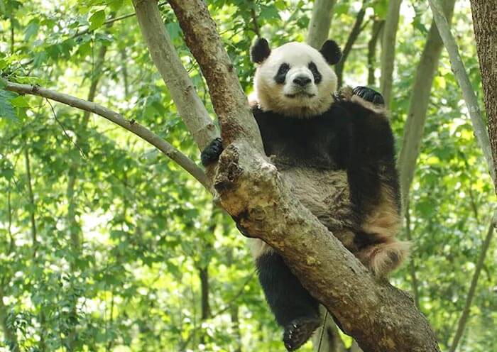 panda-zhima-universiade-mascot-rongbao2