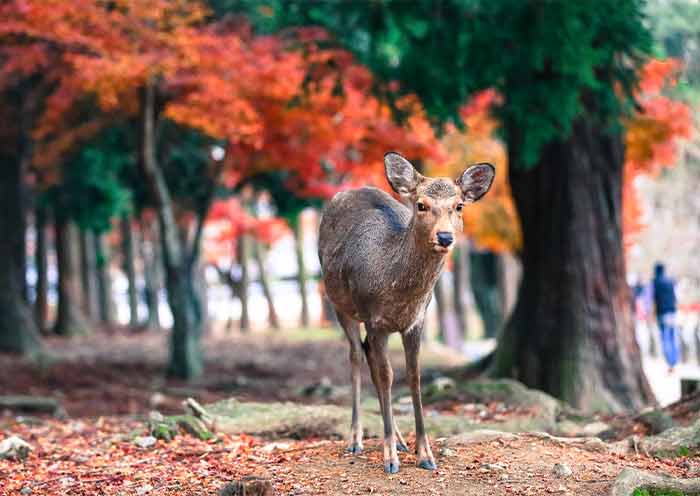nara-park1
