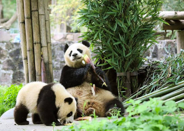 dujiangyan-panda3