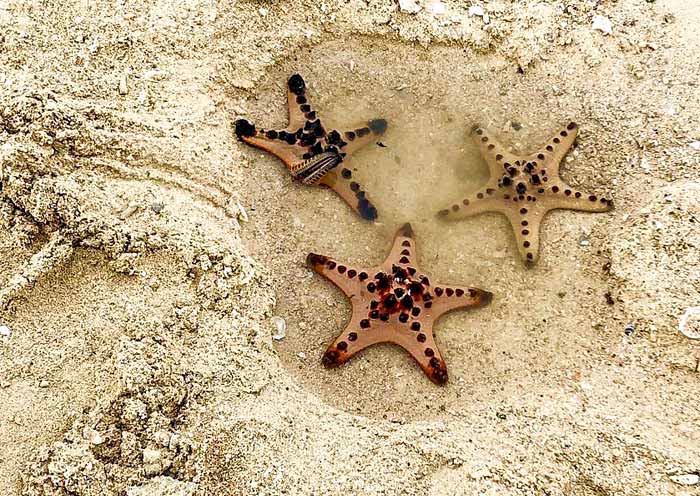 starfish-island-puerto-princesa2